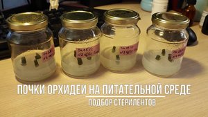 Первая ПОСАДКА ПОЧЕК ОРХИДЕИ на питательную среду. Подбор стерилентов.