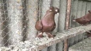 Голуби Краснодарские.