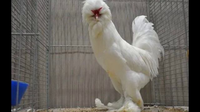 редкие породы куриц смотреть онлайн