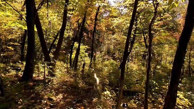 ОРЕХ КЕДРОВЫЙ Приморский. Это не сибирский орех.