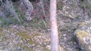 ПОХОД В ЛЕС ЗАКОНЧИЛСЯ ТРАГЕДИЕЙ. SIBERDEMON...