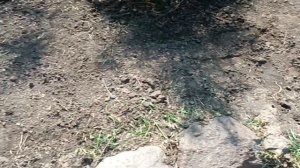 рассадник "школка" для декоративных растений.