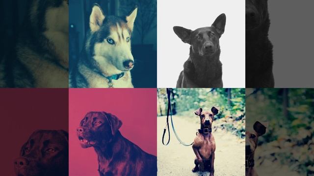 Атмосфера (Щенки) смотреть онлайн