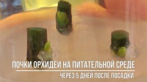 Почки ОРХИДЕИ на питательной среде через 5 дней после посадки