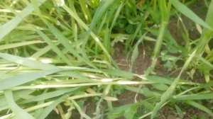 Осмотр ярового ячменя вакула и люцерны.