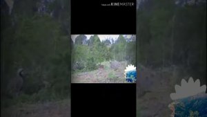 Шикори кабк