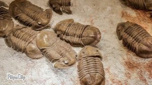 Что это такое?: трилобиты , кто это такие ?