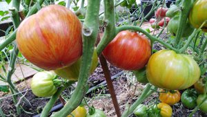 Томат Восходящий Джаз (Sunrise Jass)