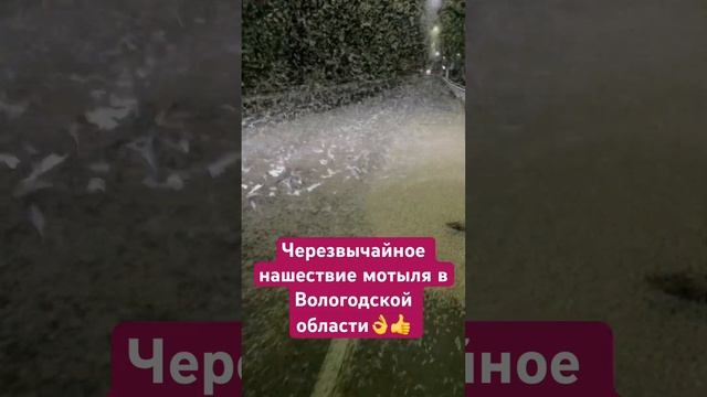 Черезвычайное и экстренное нашествие мотыля в Вологодской области! смотреть онлайн