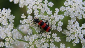 Пестряк пчелиный, или пчеложук обыкновенный (лат. Trichodes apiarius) / МИЛЛИМЕТРОВАЯ ВСЕЛЕННАЯ