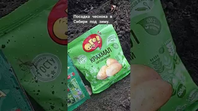 Посадка чеснока в Сибири под зиму.