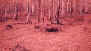 ГУРАН НЕ ДАЕТ КОСУЛИ ПОЕСТЬ СОЛЬ