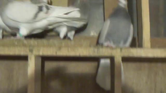 Голуби 05 12 2018 смотреть онлайн