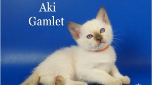 Тайский котик Aki Gamlet, 1,5 месяца, шоколад-пойнт