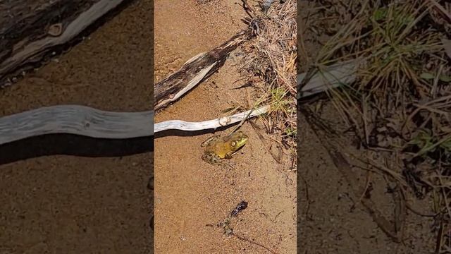 Большая лягушка, Алгонкин парк, онтарио, Канада, 05.25.(Big frog, Algonquin Park, May).