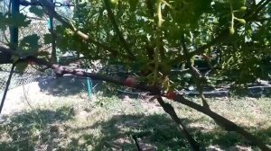 виноград к- ш  соломия