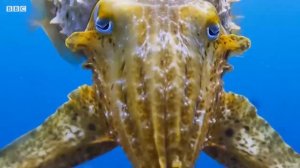 Сепия, рак и акула[сепия яде рак]