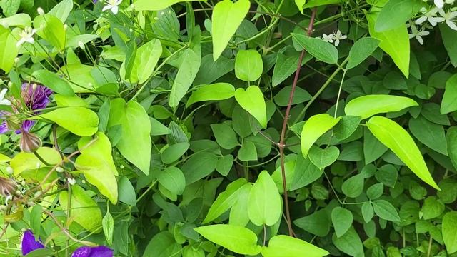 1 июля! Обработка сада от вредителей и болезней.