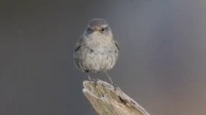 Песня "Мне всего лишь..." (Слова, исполнение - СВЕТЛАНА КОПЫЛОВА, музыка - Мария Нарожных)