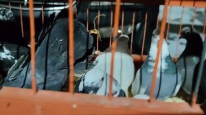 Голубиный рынок.г Истра 29.12.2024.