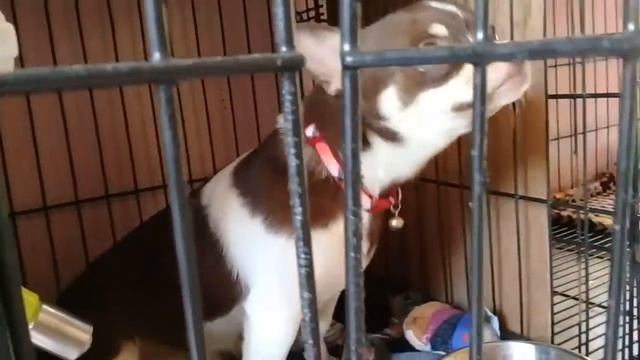 choking cheewawa смотреть онлайн