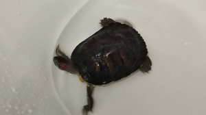 Черепашка Бен купается в ванной😊🐢