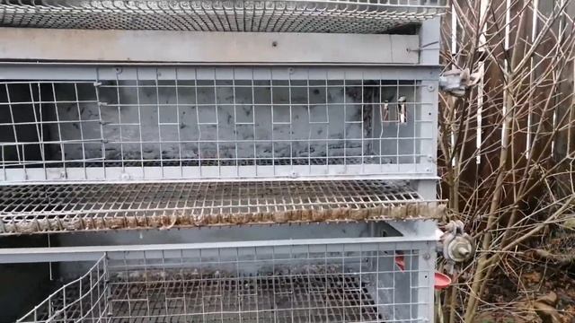 Клетка для перепелов.