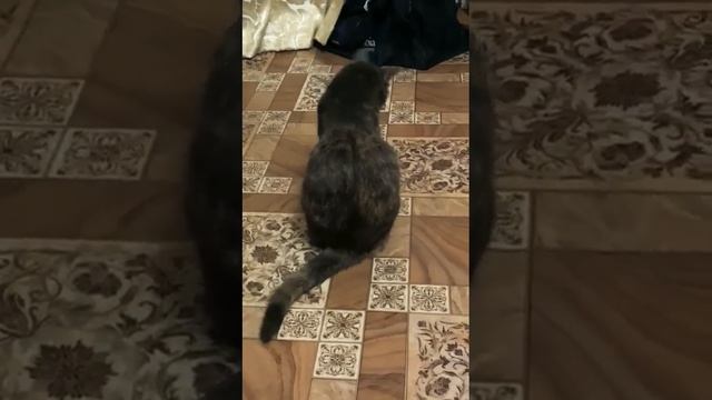 Общительная КошкаВеста рассказывает почему 2дня грустная#кошкавеста#кошки#красивыекошки#devana7 смотреть онлайн