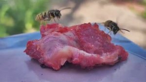 ОСЫ ЕДЯТ МЯСО