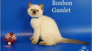 Тайская кошечка Bonbon Gamlet, 1,5 месяца, сил пойнт