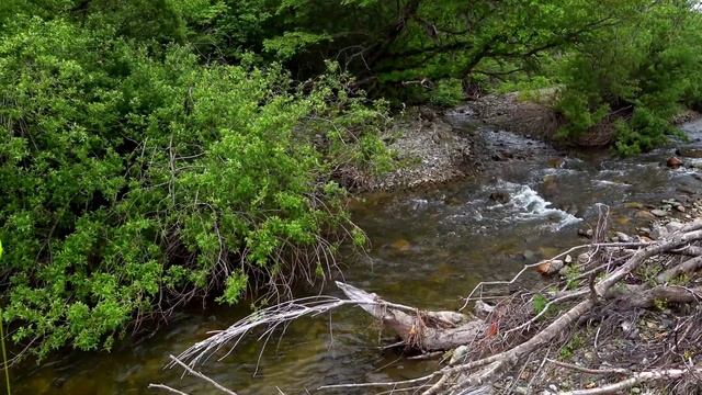 Рыбалка и Деревянные Грибы в Удивительной Приморской Уссурийской тайге.