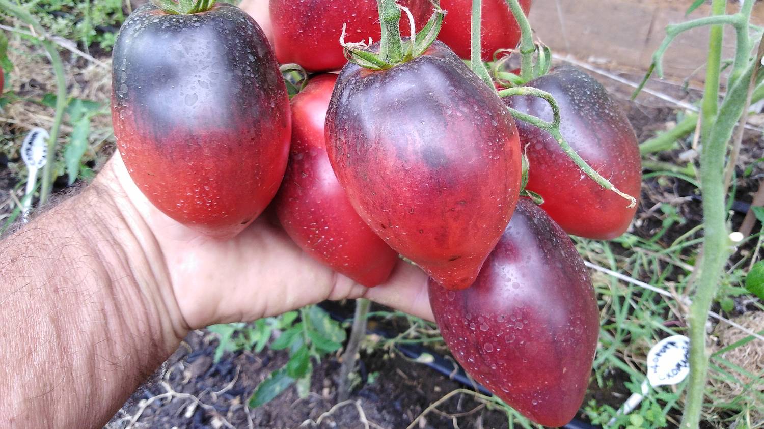 Томат Сержант Паскаль (Sgt. Pascal)