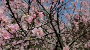 SAMSUNG S20 ULTRA 8K VIDEO COLOR & FOCUS SAMPLE