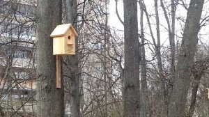 Скворечники для птиц, но будут ли они там селиться?