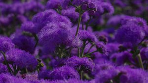 Фиолетовый... Цвет загадок и тайн