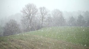 Снегопад в лесу