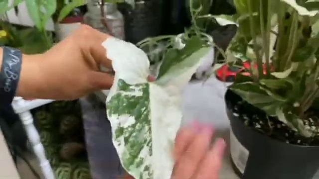 Varigated Syngonium propagation