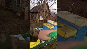 Спасаем пчел от синиц!