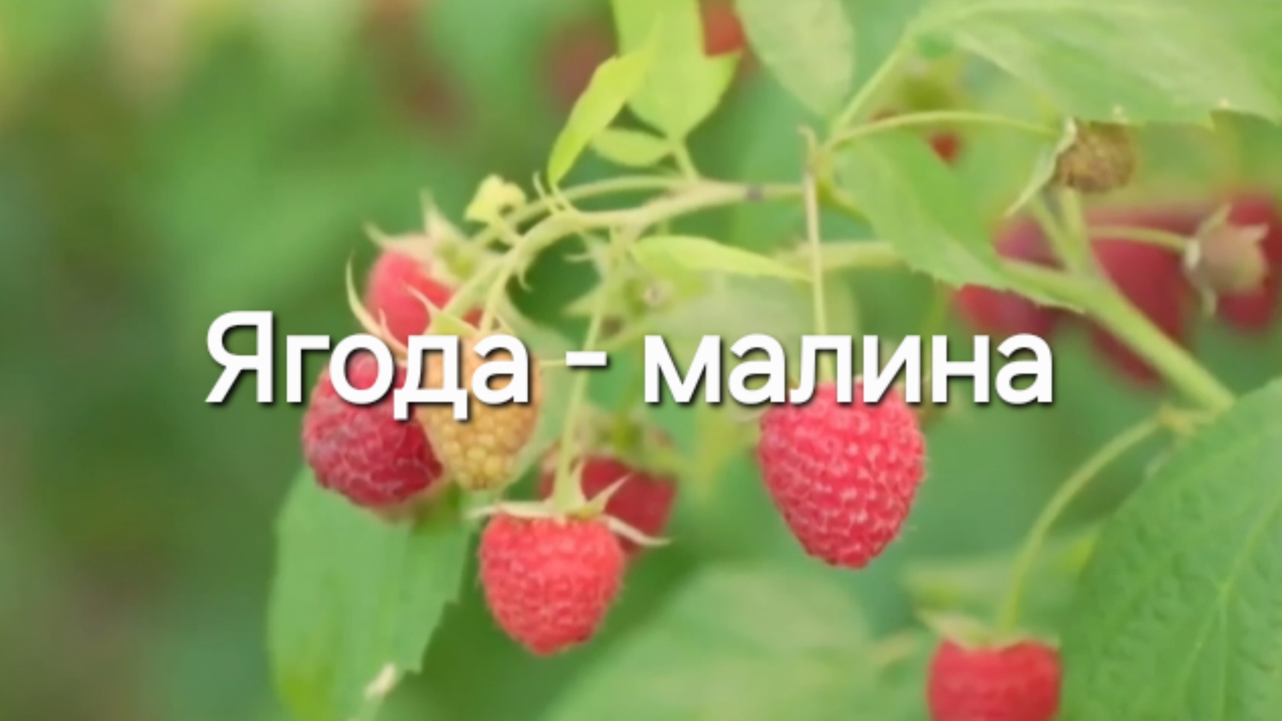 Ягода-малина