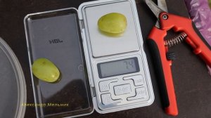 Сорт винограда Галахад