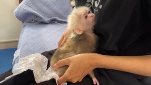 A cute day for baby monkey Abi | bath, eat, sleep