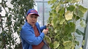 Паутинный клещ на огурцах! Спасаем за 3 шага