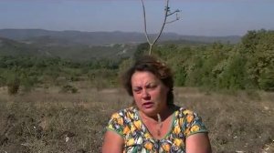 Мои земельно - скотские истории