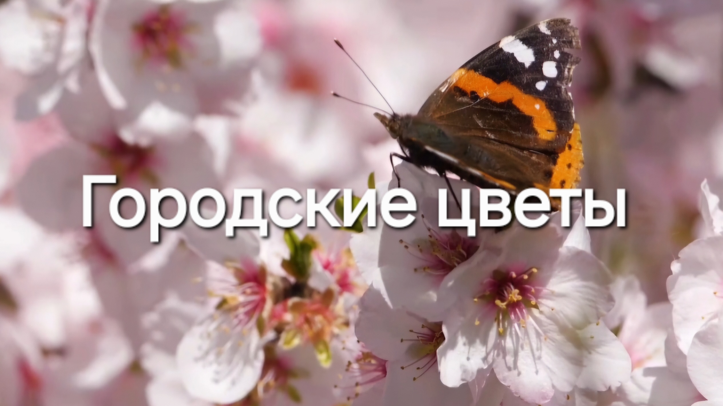 Городские цветы