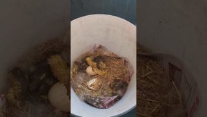 Индоутка бросила утят