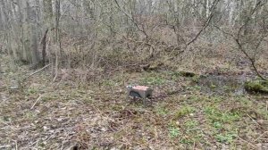 Шашлык из ежа. Или куда пропал мой друг?!