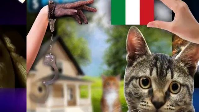 Пенсионерка держала у себя 500 собак смотреть онлайн