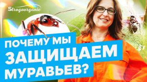 Почему нужно защищать муравьев?