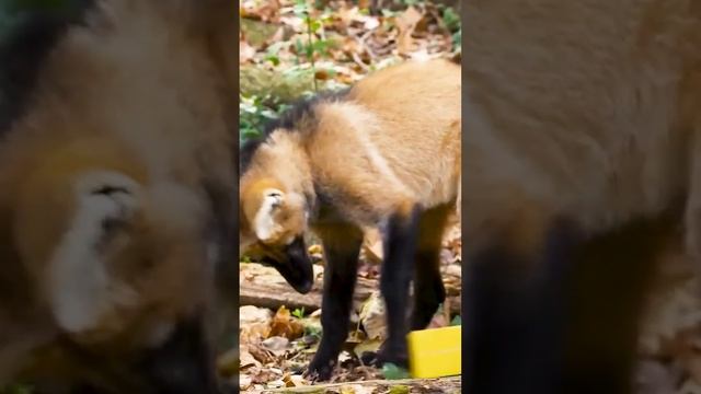Гривистый волк: Уникальный фрукторианец  #животные #рекомендации #волки