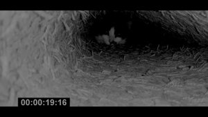 !!!ОСТОРОЖНО!!! очень СТРАШНОЕ(нет) Видео